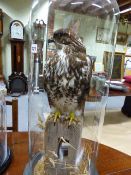 A MOUNTED TAXIDERMY COMMON BUZZARD UNDER GLASS DOME.