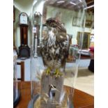 A MOUNTED TAXIDERMY COMMON BUZZARD UNDER GLASS DOME.