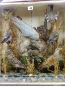 A 19th.C.CASED TAXIDERMY DISPLAY OF VARIOUS FINCHES AND OTHER BIRDS IN NATURALISTIC SETTING.