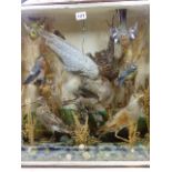 A 19th.C.CASED TAXIDERMY DISPLAY OF VARIOUS FINCHES AND OTHER BIRDS IN NATURALISTIC SETTING.