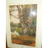 CHARLES EDWARD WILSON (1854-1941) SILVER BIRCH BY A WOODED RIVER, SIGNED, WATERCOLOUR. 48.5 x