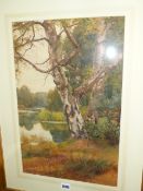 CHARLES EDWARD WILSON (1854-1941) SILVER BIRCH BY A WOODED RIVER, SIGNED, WATERCOLOUR. 48.5 x