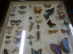 THREE CASED COLLECTIONS OF BUTTERFLIES AND MOTHS