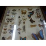 THREE CASED COLLECTIONS OF BUTTERFLIES AND MOTHS