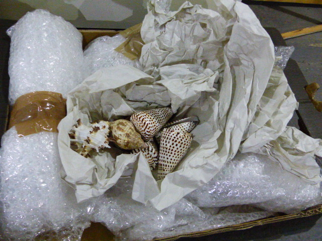 A SMALL COLLECTION OF EXOTIC SHELLS, CORAL,ETC. - Image 5 of 9