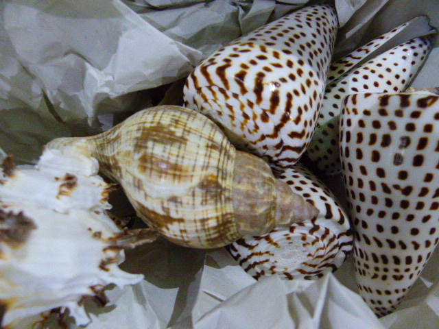 A SMALL COLLECTION OF EXOTIC SHELLS, CORAL,ETC. - Image 6 of 9