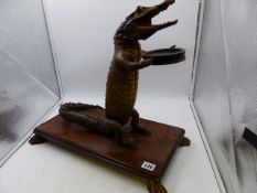 A TAXIDERMY MOUNTED SMALL ALLIGATOR IN ANTHROMORPHIC POSE HOLDING A TRAY.