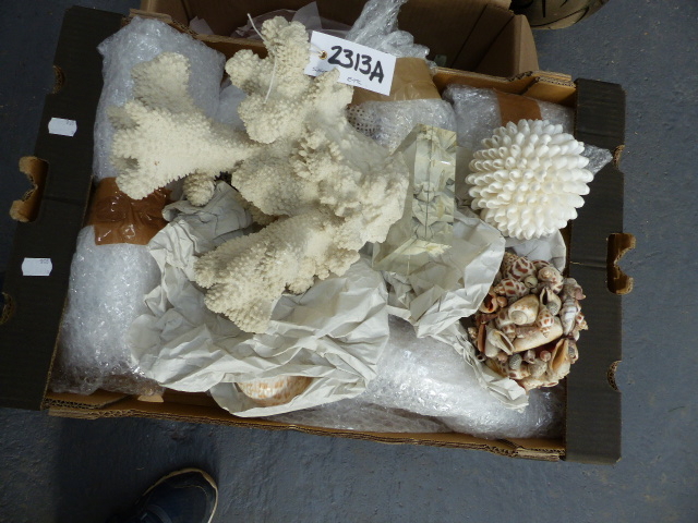 A SMALL COLLECTION OF EXOTIC SHELLS, CORAL,ETC. - Image 7 of 9