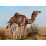 SUE CASSON (20th/21st.C.) (ARR) CAMELS, A SIGNED OIL ON CANVAS. 25.5 x 36cms.