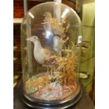 TAXIDERMY. A DISPLAY OF WADING BIRD AND SPARROW IN NATURALISTIC SETTING UNDER A GLASS DOME.