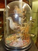 TAXIDERMY. A DISPLAY OF WADING BIRD AND SPARROW IN NATURALISTIC SETTING UNDER A GLASS DOME.