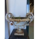 A PAIR OF ANTIQUE CAST IRON TWO HANDLE GARDEN URNS. W.51 x H.40cms.