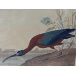 JOHN JAMES AUDUBON (1785-1851) THE GLOSSY IBIS. A HAND COLOURED ELEPHANT FOLIO PRINT, ENGRAVED,