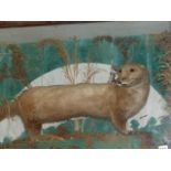 TAXIDERMY. AN ANTIQUE DISPLAY OF AN OTTER IN A DEEP GLASS FRONTED PINE CASE.
