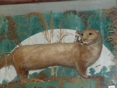 TAXIDERMY. AN ANTIQUE DISPLAY OF AN OTTER IN A DEEP GLASS FRONTED PINE CASE.