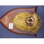 TAXIDERMY. AN EARLY 20th.C.OTTER MASK AND NECK ON AN OAK SHIELD BY SPICER & SONS, LEAMINGTON, c.