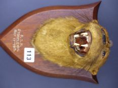 TAXIDERMY. AN EARLY 20th.C.OTTER MASK AND NECK ON AN OAK SHIELD BY SPICER & SONS, LEAMINGTON, c.