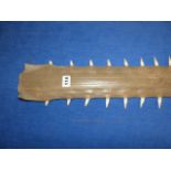 TAXIDERMY. AN ANTIQUE SAWFISH ROSTRUM WITH 42 TEETH (1 LACKING). L.86cms.