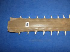 TAXIDERMY. AN ANTIQUE SAWFISH ROSTRUM WITH 42 TEETH (1 LACKING). L.86cms.