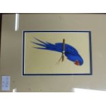 19th.C.ENGLISH SCHOOL. TWO ORNITHOLOGICAL STUDIES OF PARROTS, WATERCOLOUR. 17.5 x 11.5cms.