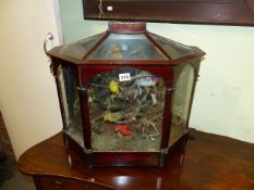 TAXIDERMY. A 19th.C.DISPLAY OF EXOTIC HUMMING BIRDS AND FINCHES CONTAINED IN A SHAPED GLAZED