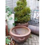 A PAIR OF LARGE SALT GLAZE STONEWARE GARDEN PLANTERS WITH LOOP HANDLED, ONE PLANTED WITH BOX TREE.