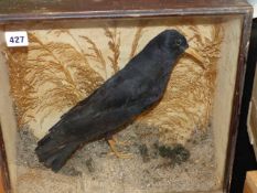 TAXIDERMY. A RARE LATE 19th CENTURY MOUNTED SPECIMEN CORNISH CHOUGH IN GLAZED PINE CASE