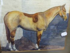 EARLY 20th.C.ENGLISH SCHOOL. PORTRAIT OF A RACEHORSE, SIGNED INDISTINCTLY, WATERCOLOUR. 22 x 28cms.