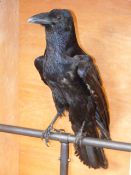 TAXIDERMY. A STUFFED AND MOUNTED RAVEN