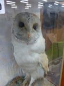 A 19th.C.TAXIDERMY BARN OWL IN GLAZED PINE CASE.