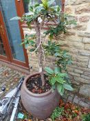 A LARGE SALT GLAZE STONEWARE PLANTER WITH RHODODENDRON TREE.