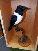 TAXIDERMY. A STUFFED AND MOUNTED PIED CROW ON A STUMP BASE.