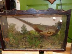 A TAXIDERMY PHEASANT IN NATURALISTIC SETTING WITHIN A GLAZED CASE. W.72cms.