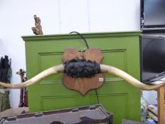 A PAIR OF LARGE CATTLE HORNS MOUNTED ON AN OAK SHIELD.