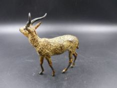 A COLD PAINTED BRONZE FIGURE OF AN IBEX. H.17cms.