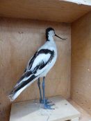 TAXIDERMY. A STUFFED AND MOUNTED AVOCET IN FLIGHT AND ANOTHER EXAMPLE. (2)