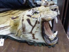 TAXIDERMY. A LARGE EARLY 20th.C.TIGER SKIN RUG WITH FULL MOUNTED HEAD. L.320 x W.240cms.