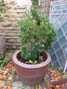 A PAIR OF SALTGLAZE STONEWARE PLANTERS WITH BOX TREES.