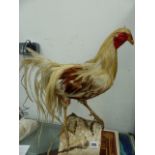 A TAXIDERMY FIGHTING COCKEREL.