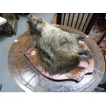 TAXIDERMY. A STUFFED AND MOUNTED WILD BOAR HEAD ON A LEAF DECORATED SHIELD.