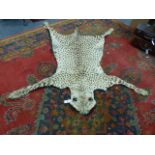 TAXIDERMY. AN EARLY 20TH.C CHEETAH SKIN RUG WITH FLAT MOUNTED HEAD, ORIGINAL CANVAS BACKING AND