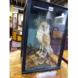 TAXIDERMY. AN ANTIQUE MOUNTED BARN OWL ON A MOSSY ROCK, LATER RE-HOUSED IN A THREE GLASS CASE.