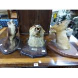 TAXIDERMY- A MOUNTED BADGERS HEAD ON WOOD SHIELD, A STOAT NATURALISTCALLY MOUNTED ON LOG BASE, A FOX