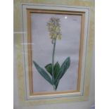 A COLLECTION OF ELEVEN ANTIQUE HAND COLOURED BOTANICAL PRINTS IN UNIFORM GILT FRAMES. 21 X 13CMS.