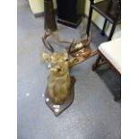 TAXIDERMY. A GOOD TEN POINT STAGS HEAD ON AN OAK SHIELD BY CECIL H BISSOPP (SIC) WITH PLAQUE TO