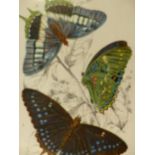 SIX ANTIQUE COLOUR LITHOGRAPHS OF EXOTIC MOTHS AND BUTTERFLIES, PRINTED BY WYMAN & SON. 18 X 11CMS.