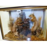 TAXIDERMY. A PAIR OF SQUIRRELS IN NATURALISTIC SETTING, LATER RE-HOUSED IN A FOUR GLASS CASE.