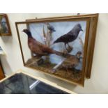 TAXIDERMY. AN ANTIQUE MOUNTED GROUP OF PHEASANT, PARTRIDGE, ROOK AND KINGFISHER TOGETHER WITH TWO