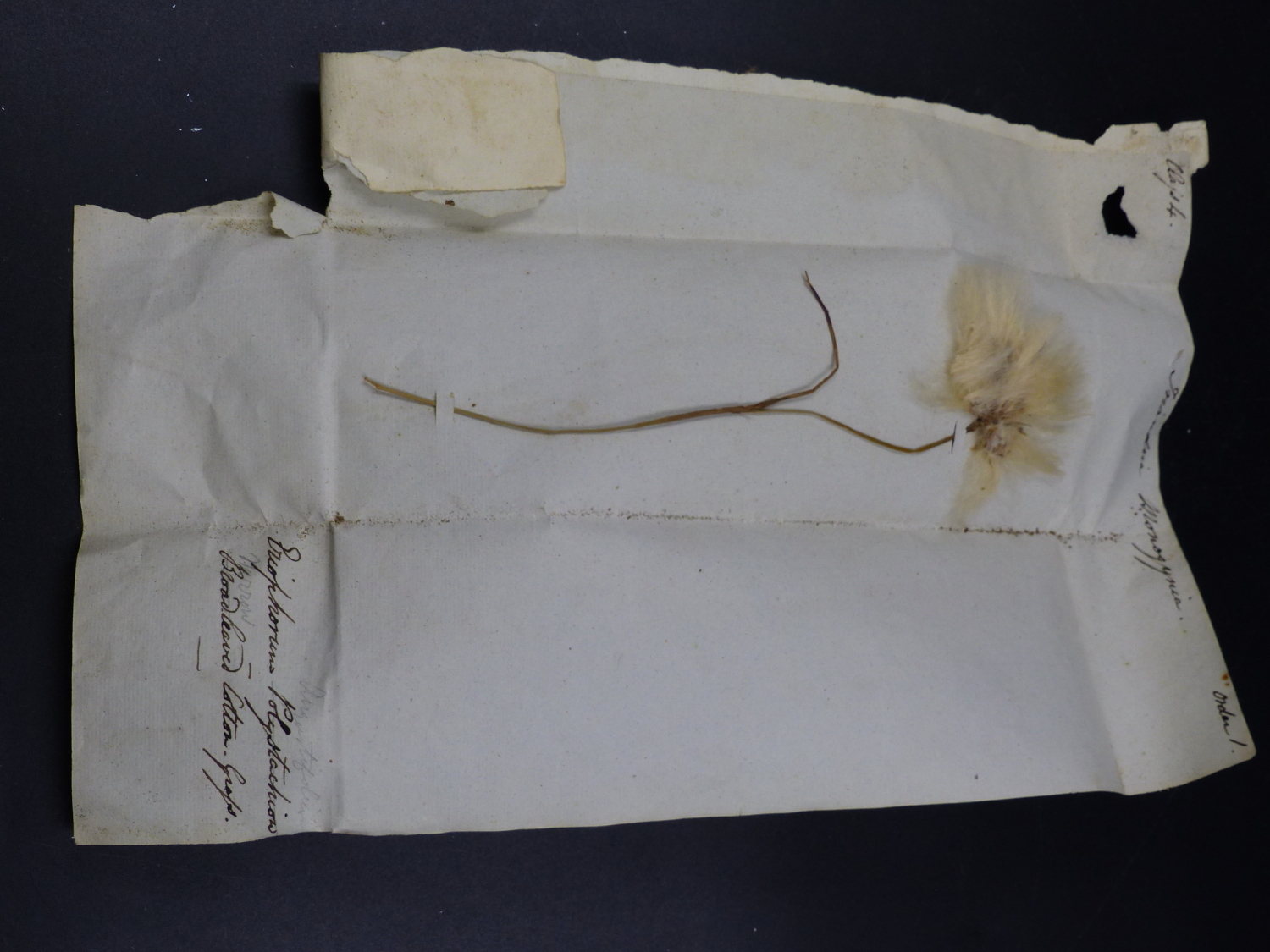 SPECIMENS OF SANDWICH ISLAND TAPA CLOTH, A PRESSED COTTON STEM TOGETHER WITH 39 INDIAN HAND - Image 21 of 35