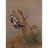 DMB - After A Thorburn (19th/20th Century, British) Great Spotted Woodpeckers watercolour,
